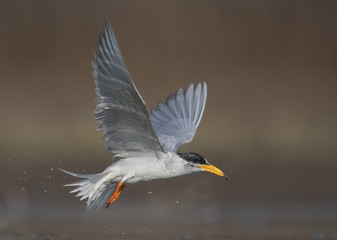 The River tern