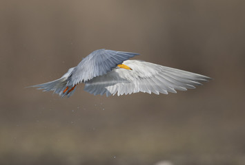 The River tern