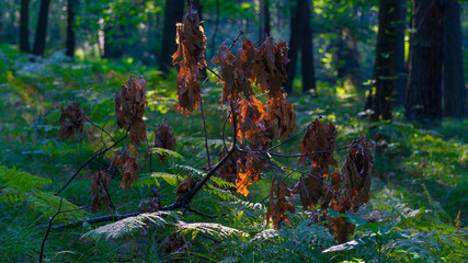 SONY DSC © Michal45