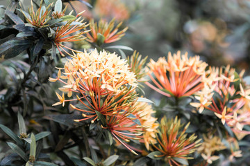 Fototapeta premium West Indian Jasmine (Ixora chinensis) Ixora coccinea Jacqueline