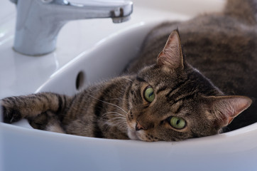 Katze im Waschbecken © Bjoern