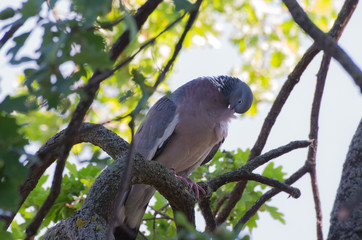 Taube im baum