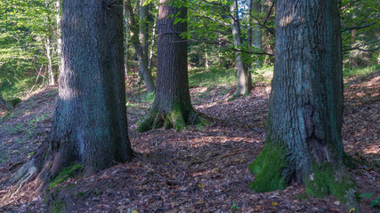 Obraz premium SONY DSC