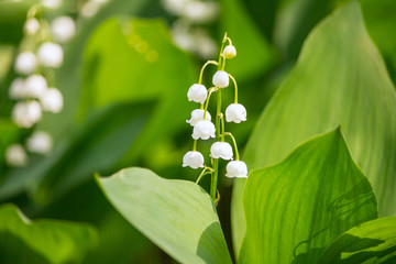Obraz premium Lily of the valley (Convallaria majalis), blooming in the spring forest, close-up