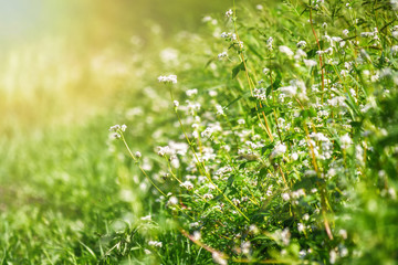 Blooming buckwheat (Fagopyrum esculentum) field in the rays of the summer sun, close-up
