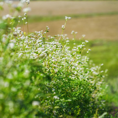 Blooming buckwheat (Fagopyrum esculentum) field in the rays of the summer sun, close-up