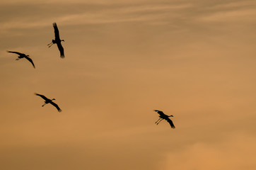 Fototapeta na wymiar CRANES - wild birds at sunset