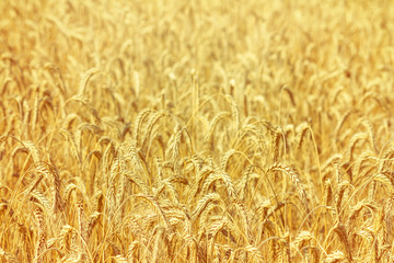 Rural landscape - field common wheat (Triticum aestivum) in the rays of the summer sun, close-up