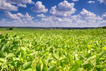 Rural landscape - field the soybean (Glycine max) in the rays summer sun under sky with clouds