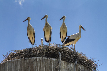 Group of amusing young the white storks (Ciconia ciconia) in huge nest under the summer sky