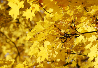 Herbst in strahlendem Gelb