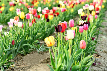 Colorful of Tulips on field for sell.