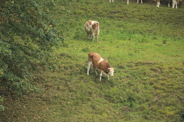 Obraz premium Kuh im Hang