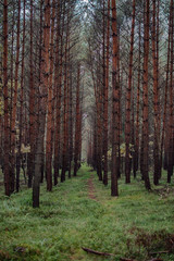 Obraz premium Road in the forest