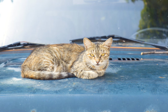 homeless cat on the hood of a car
