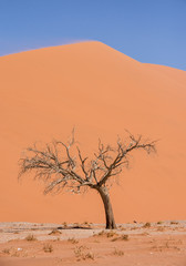 Sossusvlei Tree