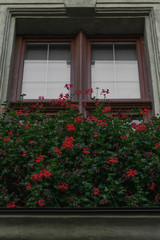 Fototapeta na wymiar brown window in the house with flowers on the windowsill