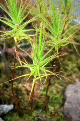 Fleischfressende Pflanze - Sonnentau