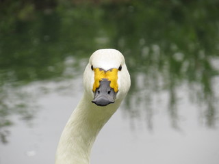 Naklejka premium portrait of the whooper swan 