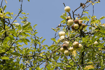 The rotting apples on the tree.