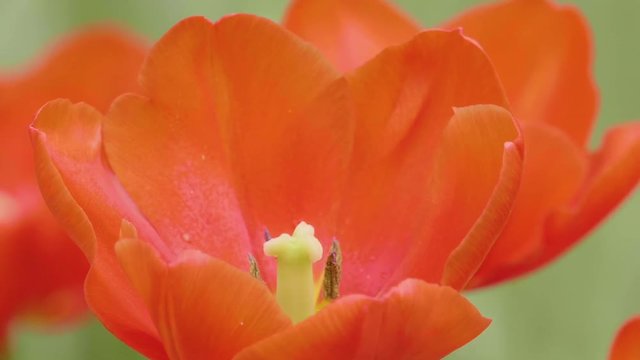 Red tulips flowers swaying in the wind in the garden, Slow motion.
