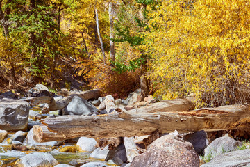 Landscape with autumn trees and river