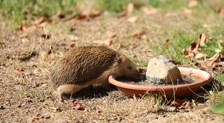 Igel beim trinken aus einer Wasserschale