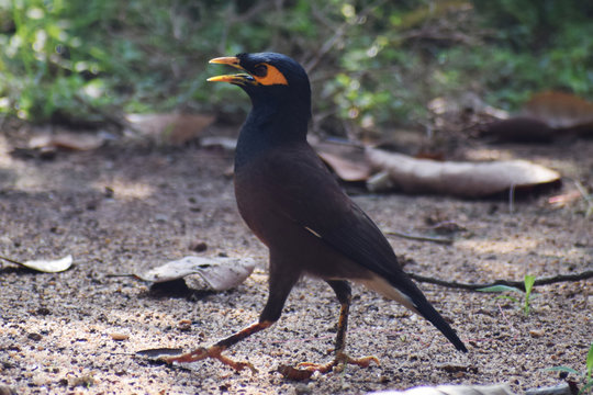 The myna or mynah is a bird of the starling family. This is a group of passerine birds which are native to southern Asia, especially India.