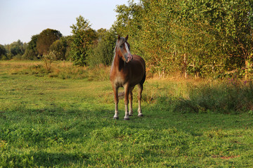 stallion grazes on a green meadow