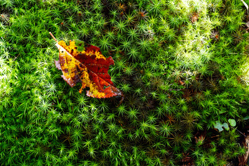 苔の上に落ち葉と光と