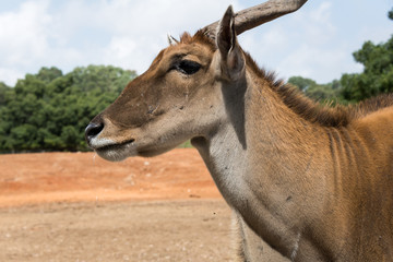 Naklejka premium Morning Tour at Ramat Gan Safari Park