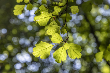 oak leaves in detail