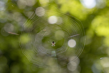  spider in her net in the forest