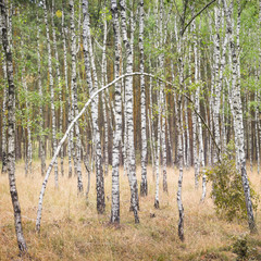 curved birch in forest in last summer day in Germany