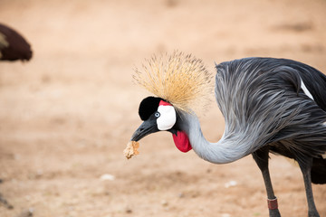 Morning Tour at Ramat Gan Safari Park