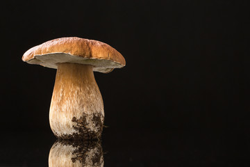 Autumn mushroom isolated on glossy black