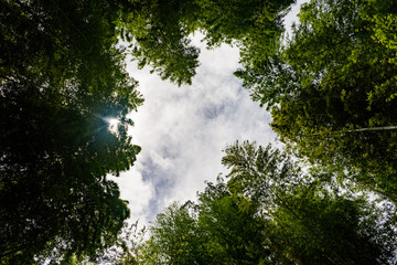 竹林の中の広場