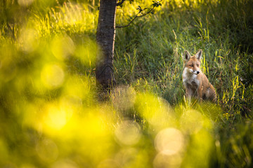 Red fox in its natural habitat - wildlife shot