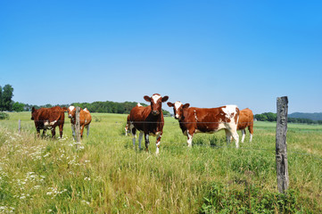 Fototapeta na wymiar Swedish landscape with cattles.