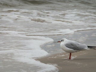 Möwe am Meer