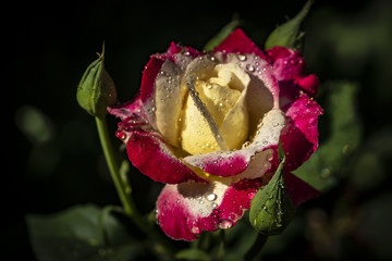 Rose 'Double Delight' close-up. Pink with a yellow center on a black background. In natural sunlight with drops.