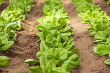 Lattuga (lactuca sativa) coltivata in terra