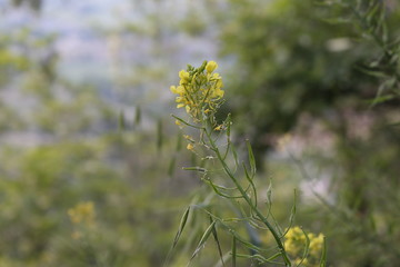 Macro Fiore pianta gialla Osimo, Italy