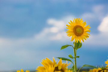 Fototapeta premium close up sunflower flutters in the wind in blue sky as background