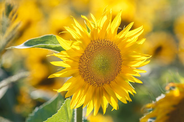 close up sunflower flutters in the wind in blue sky as background
