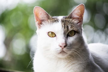 white cat on bokeh background