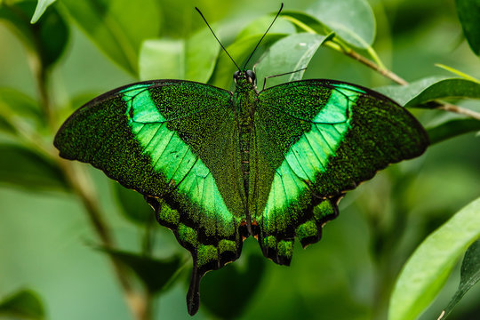 Green butterfly with green background