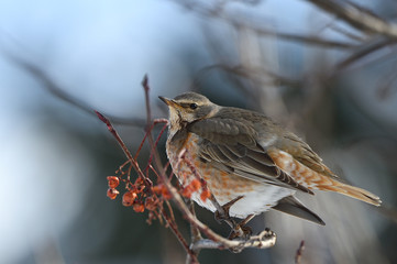 ハチジョウツグミ