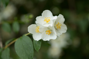 White jasmine flowers