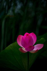 Sacred lotus Nelumbo nucifera